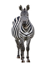 Fototapete Zebra Zebra frontal mit gespitzten Ohren  © adogslifephoto