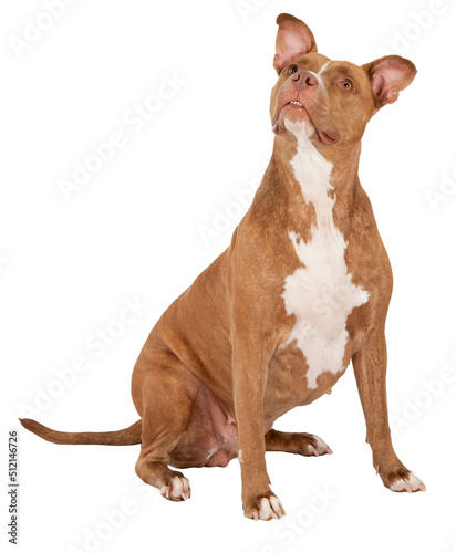 Photography Pitbull Terrier Looking Up