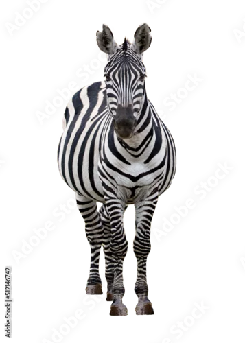 Obraz Zebra Facing Forward