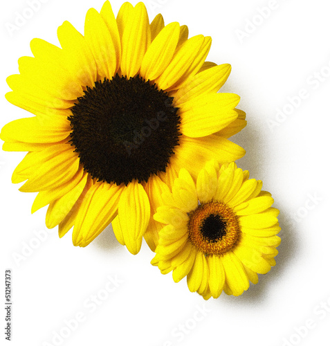 Fototapeta Naklejka Na Ścianę i Meble -  Flower Boom Graphic Pack 36