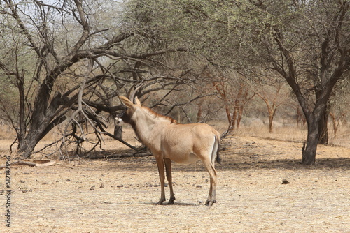 Roan antelope (Hippotragus equinus) in Bandia reserve, Senegal, Africa. African animal. Group of roan antelope (Hippotragus equinus). Safari in Africa, Bandia reserve. Senegalese nature, landscape photo
