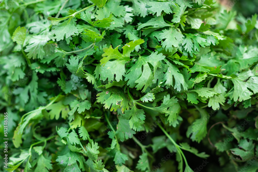 fresh organic coriander leaves from farm close up from different angle fresh organic coriander leaves from farm close up from different angle