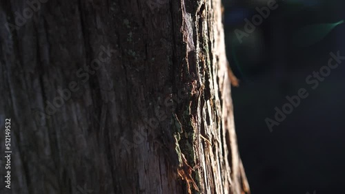 sunshine day on cedar tree bark, morning dawn in forest