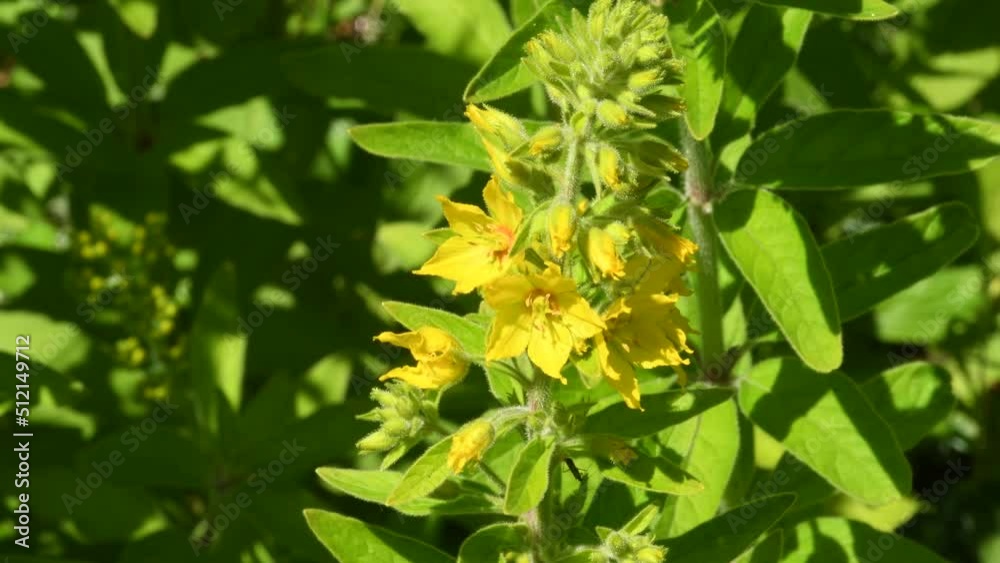 Loosestrife, medieval medicinal plant with flower in a monastery herb garden Loosestrife, medieval medicinal plant with flower in a monastery herb garden