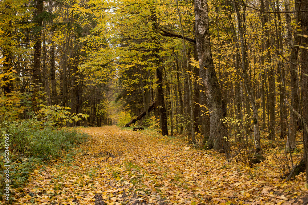 Obraz premium Autumn park and forest under clear clear sky