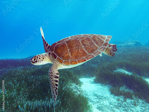 Green sea turtle cruising the crystal clear sea of Cyprus