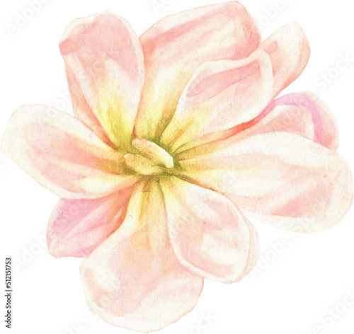 Fototapeta Naklejka Na Ścianę i Meble -  Summer Bloom Watercolor Set 10