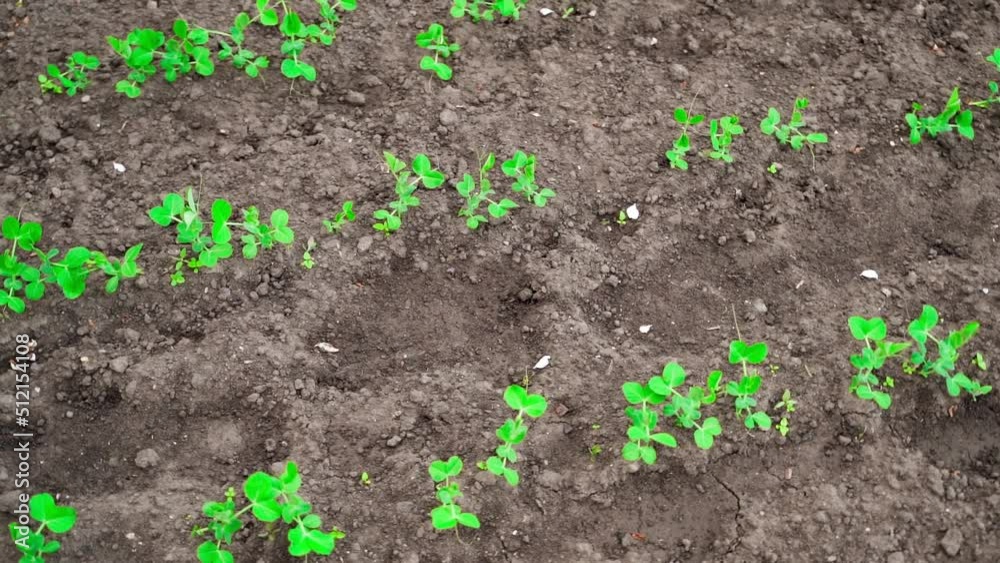 Smooth camera movement over a bed with growing young peas, top view of the vegetable garden Smooth camera movement over a bed with growing young peas, top view of the vegetable garden