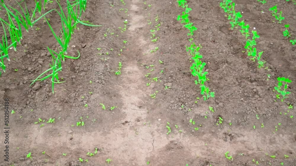 Path between two garden beds, smooth passage of the camera. Vegetable garden with growing green peas and onions Path between two garden beds, smooth passage of the camera. Vegetable garden with growing green peas and onions