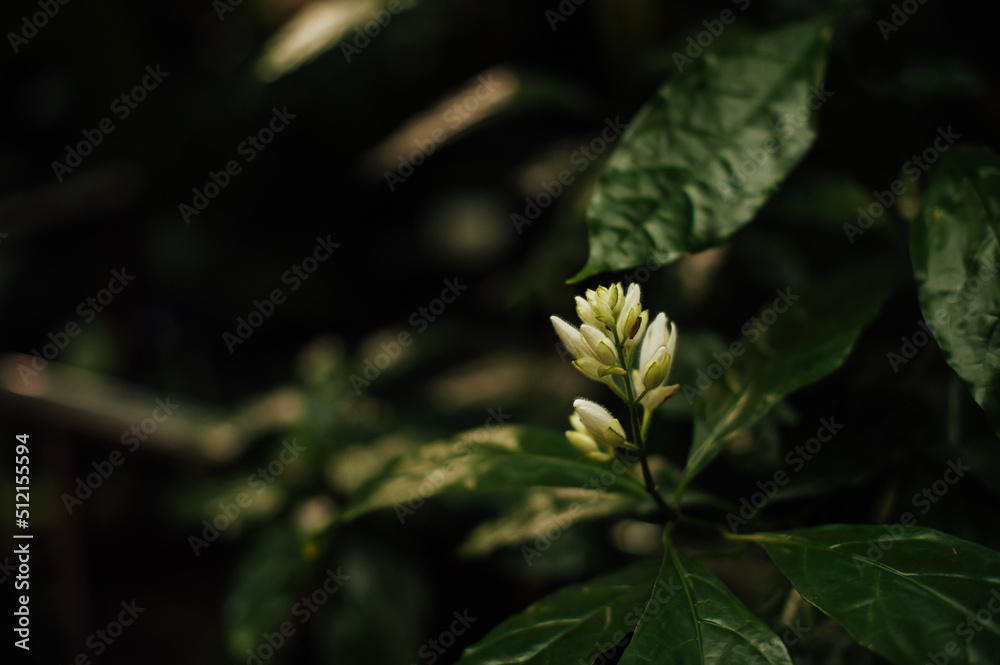 whitefeldia flower, dark color, greenhouse