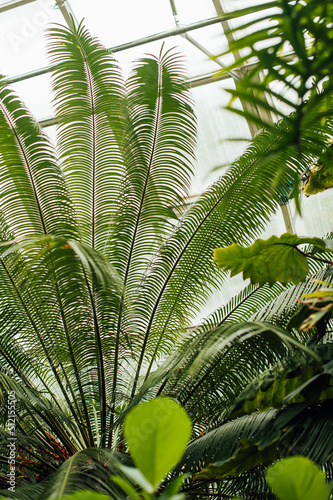 dioon spinulosum, exotic plant in greenhouse  photo