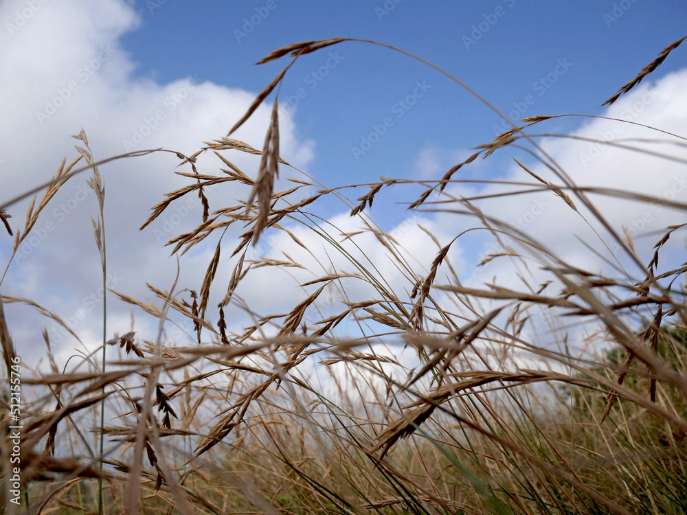 Obraz premium A meadow with dry grass for drought with white clouds in the background
