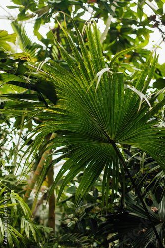 a big leaf of palm in greenhouse  deep color  green branch