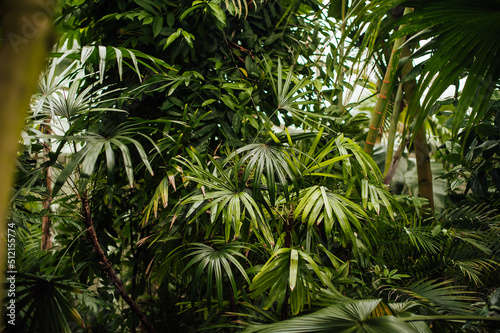 different exotic and tropic plants  green leaves  palms