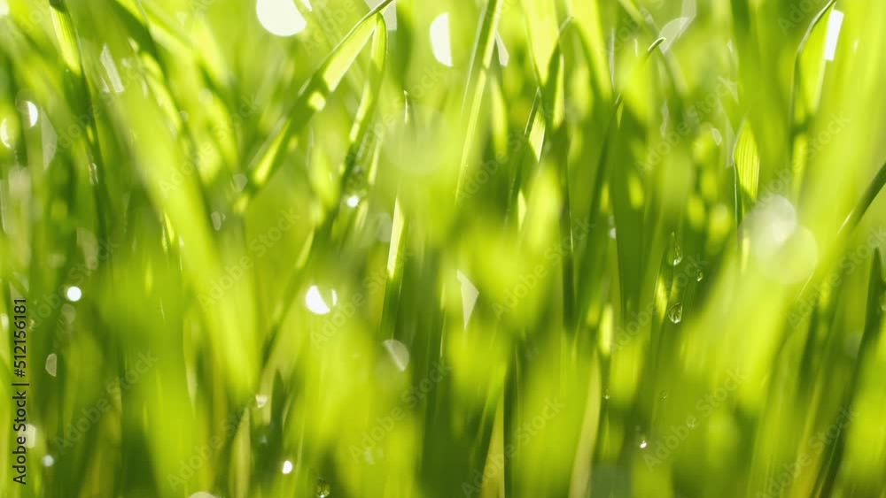 Green grass close-up. Grass in slow motion. Closeup rotation Green grass close-up. Grass in slow motion. Closeup rotation