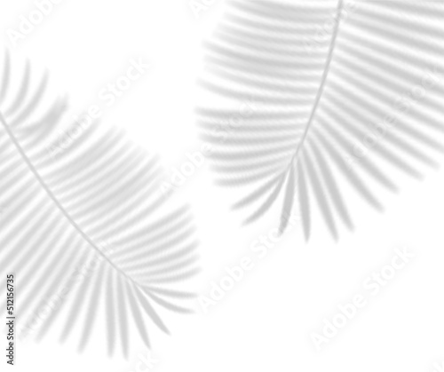Tropical Leaves Shadows Transparent Overlay