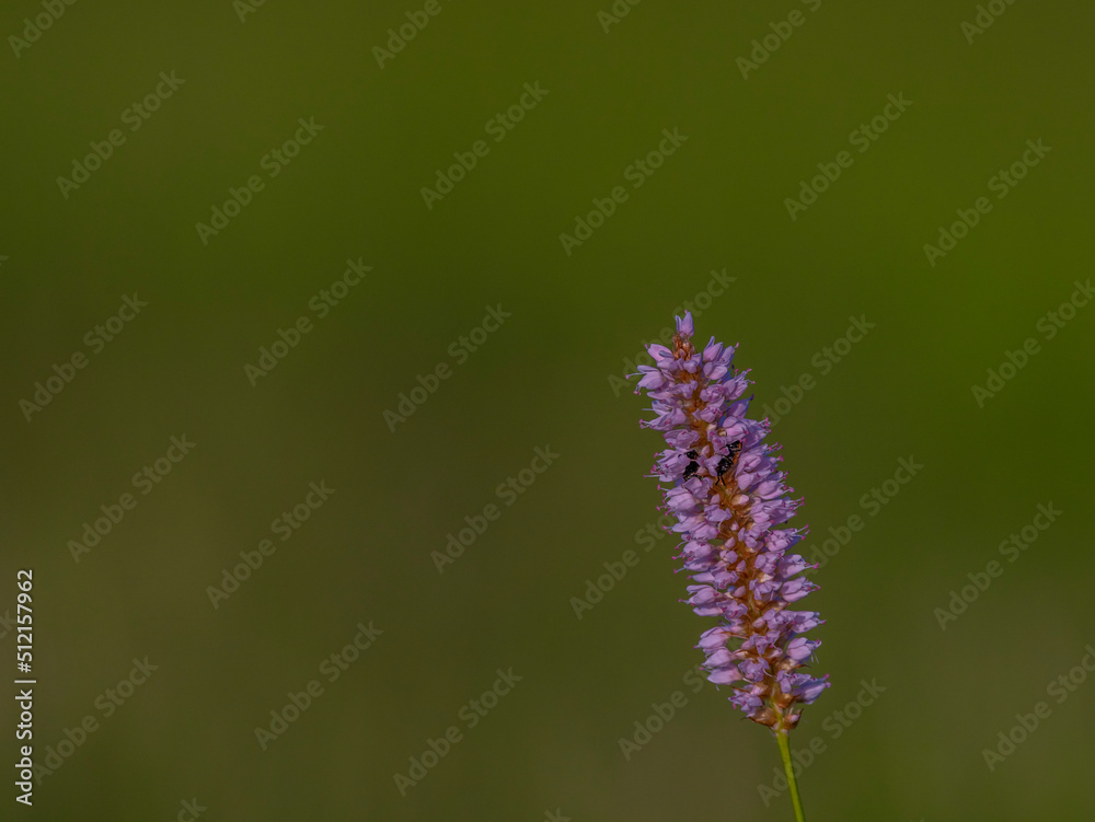 Pink long bloom with green background in summer hot sunny day