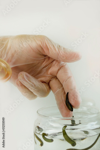 the hand in a medical glove pulls a leech out of a jar of water for placing on the patient photo