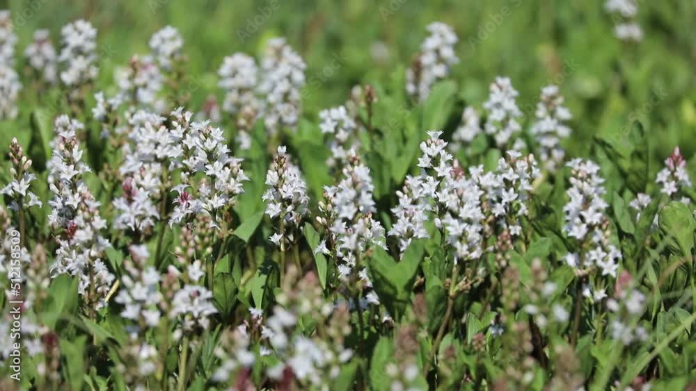 Menyanthes trifoliata. Buckbean in summer in the Arctic zone of Russia Menyanthes trifoliata. Buckbean in summer in the Arctic zone of Russia