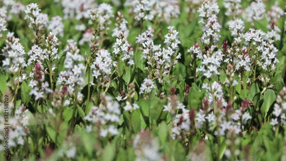 Menyanthes trifoliata. Buckbean in summer in the Arctic zone of Russia Menyanthes trifoliata. Buckbean in summer in the Arctic zone of Russia