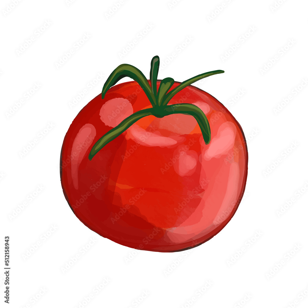 Vector illustration of a red ripe tomato painted in watercolor. Vector illustration of a red ripe tomato painted in watercolor.