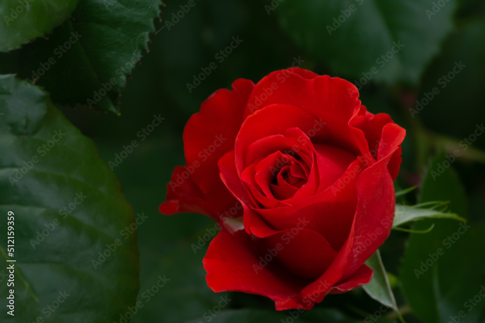 Naklejka premium Red rose growing in the garden