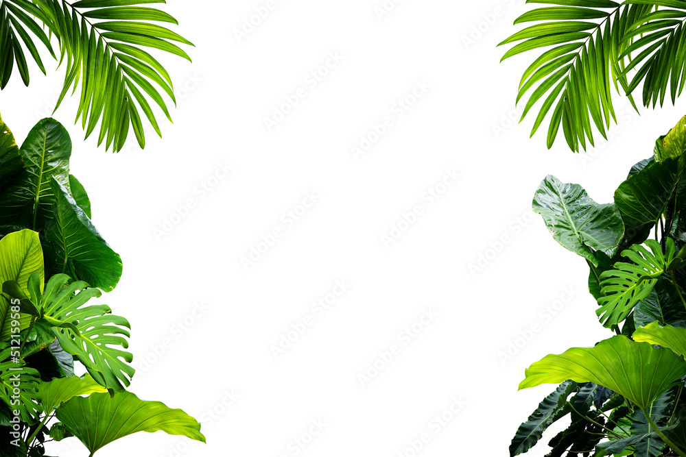 Green leaves Plant isolated - obrazy, fototapety, plakaty 