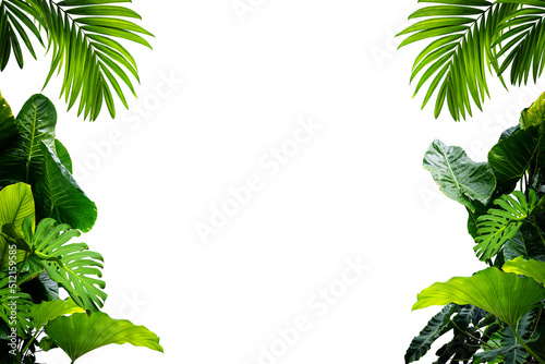 Tableau sur toile Green leaves Plant isolated