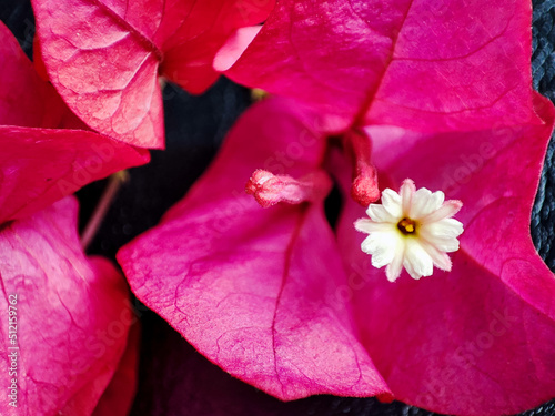 Close up photo of bougenville flower photo