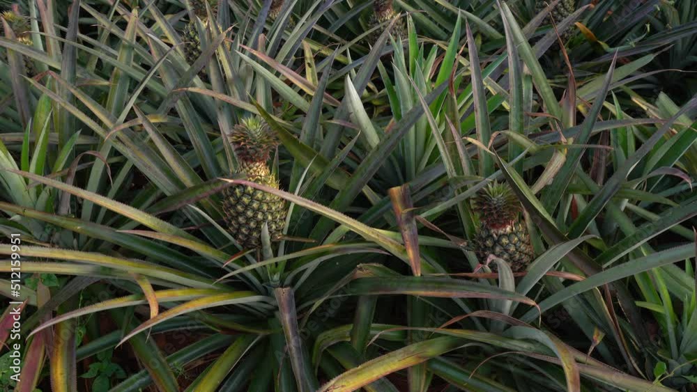 Pineapples Growing On Plantations - Pineapple Production Pineapples Growing On Plantations - Pineapple Production
