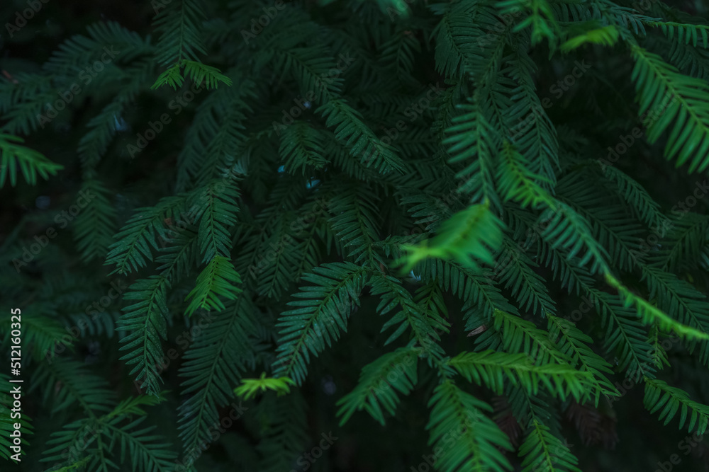 dark Sequoia leaves background
