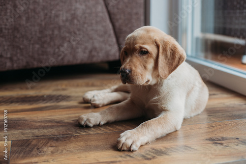 Charming puppy of a beige labrador retriever lies at home on the floor next to the armchair. People and animals. Keeping dogs and caring for them at home