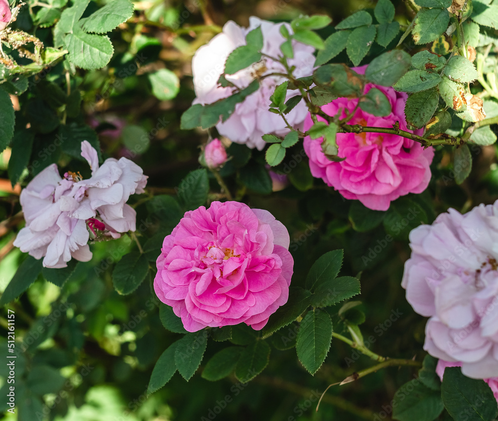 A bush with pink roses in a summer park on a blurred background. A bush with pink roses in a summer park on a blurred background.