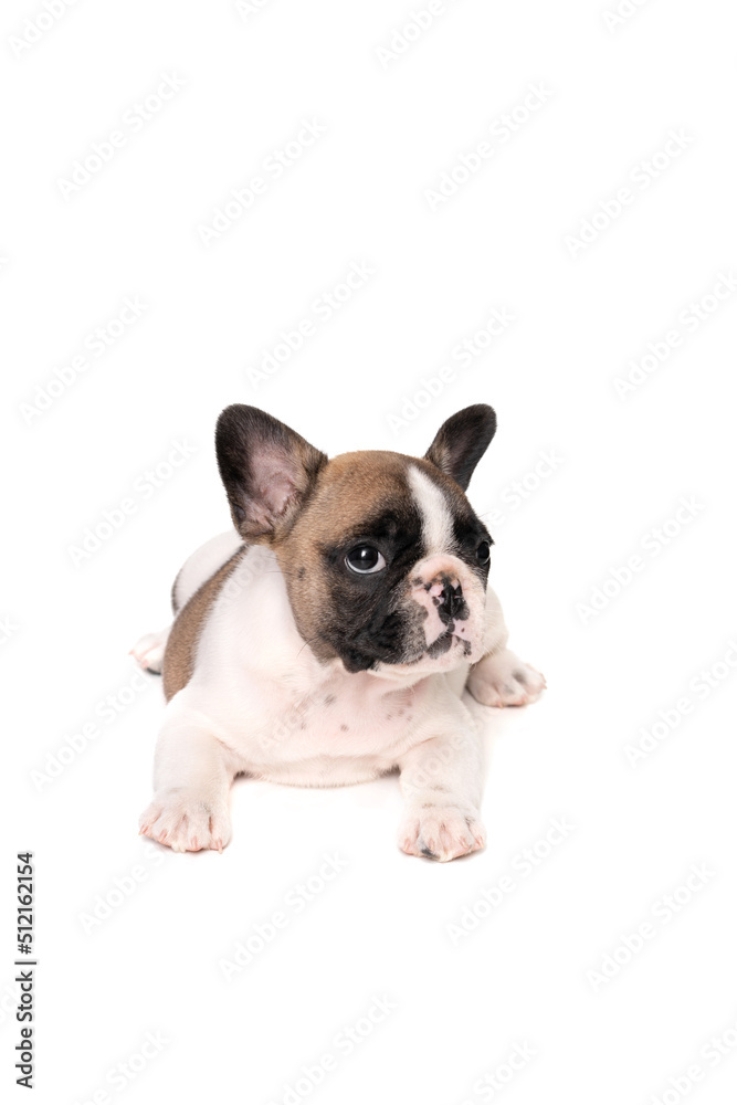French bulldog puppy sits on a gray pillow on a white background.