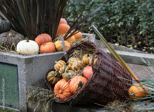 Beautiful Halloween decoration with orange pumpkis in the park or in the garden. photo