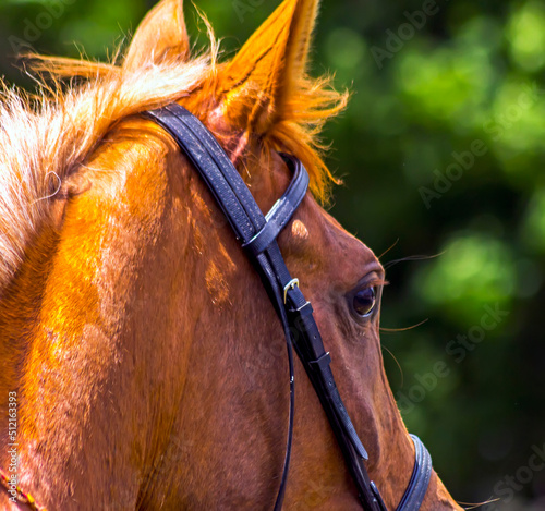 Portrait of nice arabian red mare 