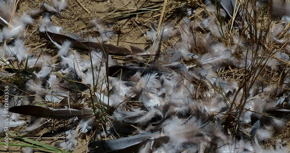 Feathers from a dead bird in a pile on the ground blowing in the wind Feathers from a dead bird in a pile on the ground blowing in the wind