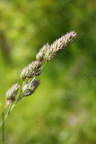 Grass flowers against a blurred background of green grass.
