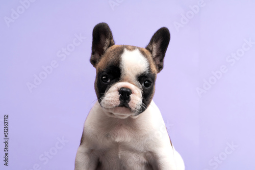 Portrait of a cute french bulldog puppy. © Vita Monart