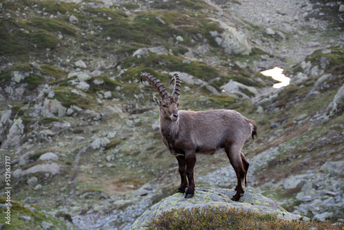 Bouquetin des Alpes