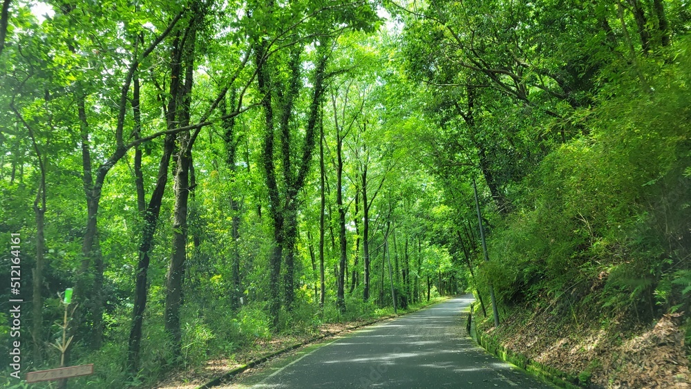 Obraz premium path in the forest