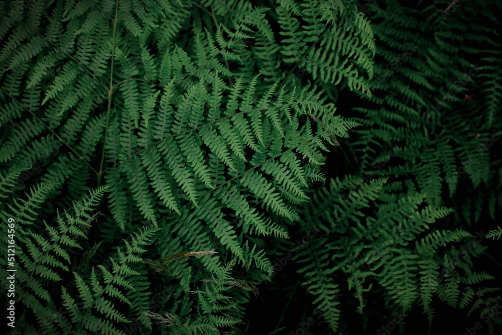 background tropical trees, dark green fern wallpaper, dark green forest tree backdrop.