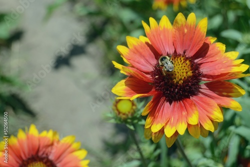 Flower and bee