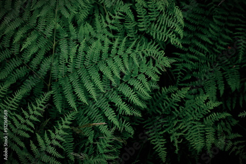 background tropical trees  dark green fern wallpaper  dark green forest tree backdrop.