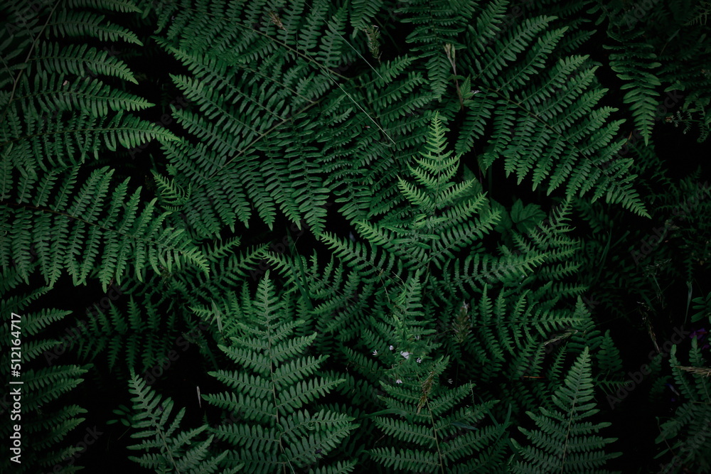 background tropical trees, dark green fern wallpaper, dark green forest tree backdrop.