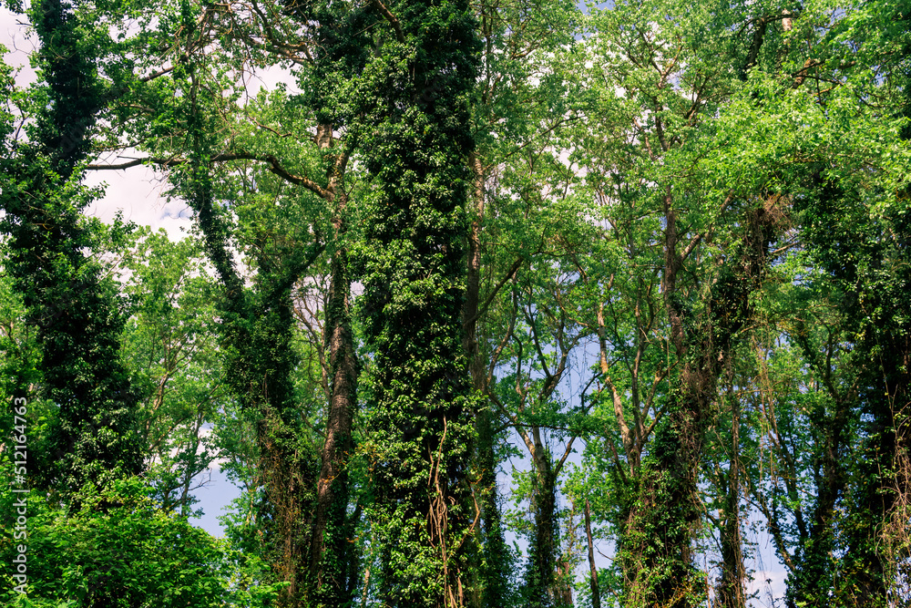 Fototapeta premium crowns and trunks of tall trees in a dense broadleaf forest