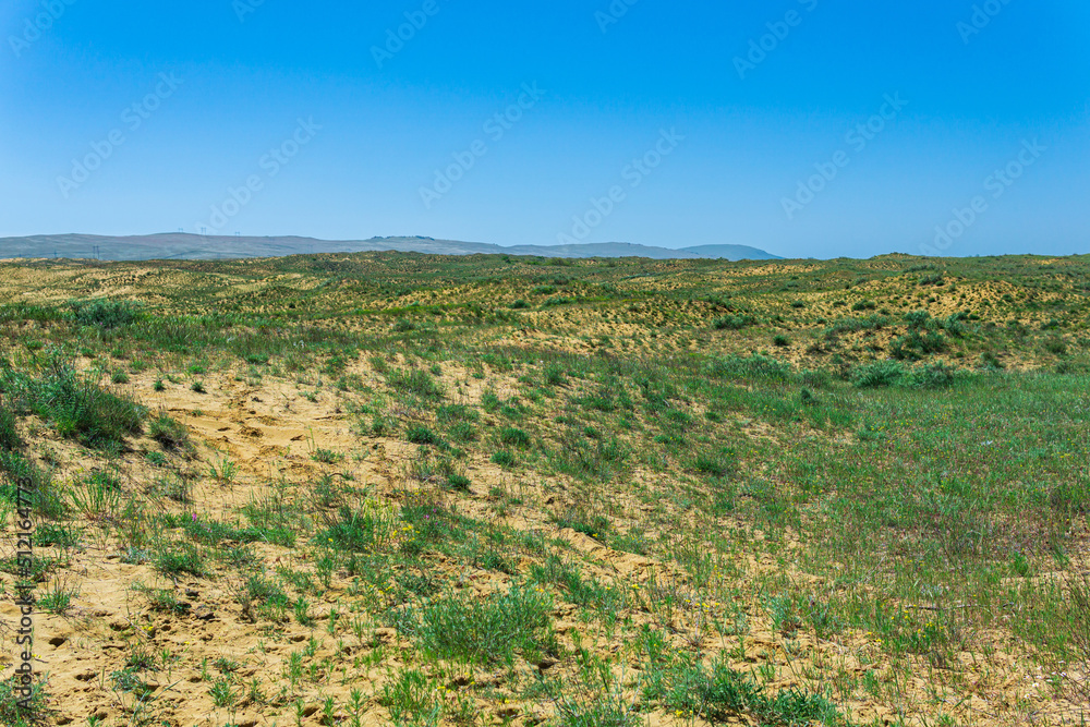 Naklejka premium blooming spring semi-desert, dry sandy steppe in the vicinity of the dune Sarykum in the foothills of the Caucasus Mountains, Dagestan