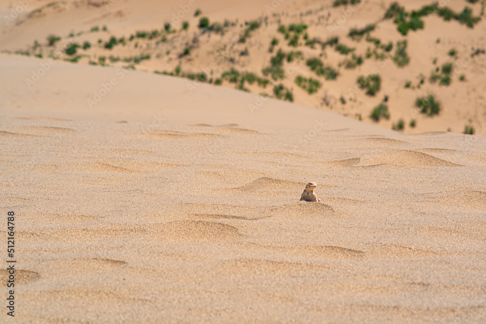 desert lizard toadhead agama on the top of a sand dune Sarykum against the backdrop of a green plain desert lizard toadhead agama on the top of a sand dune Sarykum against the backdrop of a green plain