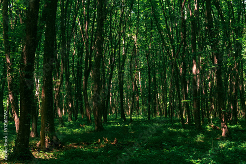 landscape in a shady forest thicket with dense undergrowth