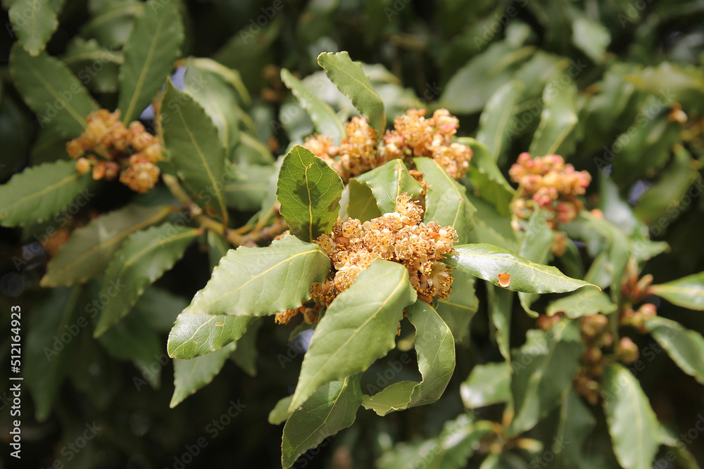 Detail of Bay Laurel (Laurus nobilis) in bloom near of Corullon (Spain) during spring Detail of Bay Laurel (Laurus nobilis) in bloom near of Corullon (Spain) during spring